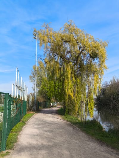 The image depicts a recreational pathway in Schiltigheim, France, under a clear blue sky with sparse clouds. The pathway, composed of light-colored dirt or gravel, extends from the foreground into the mid-distance, curving slightly to the right. To the left, a tall green metal fence encloses a sports facility, with white structures and netting, possibly for tennis or football, visible beyond. White graffiti is present on sections of this fence. A tall, slender metal light pole with multiple floodlights stands near the fence line on the left. To the right of the pathway, a prominent weeping willow tree, adorned with bright green, newly emerged leaves, dominates the scene, its branches extending over the path and towards a calm body of water, likely a canal or river, visible further to the right. A cluster of mistletoe is visible within the willow's upper branches. The water reflects the blue sky. The far bank of the waterway is lined with bare and sparsely leaved trees and dense vegetation. Further down the path on the right, two indistinct individuals are seated on a bench, while other green trees and fencing are visible in the background. The scene suggests a sunny spring day in an urban park or riverside area.