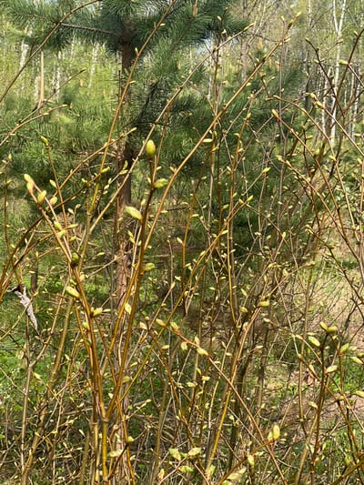 The image depicts a dense cluster of thin, brown branches, likely of a shrub or small tree, with numerous small, light green buds emerging from the branches. The background consists of out-of-focus greenery, including pine needles. The scene appears to be located in Il'inskaya Polyana, Russia. There are no people visible in the image. The interaction is between the tree and nature.
