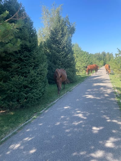 A paved pathway curves through a park-like setting with numerous evergreen trees and deciduous trees. Several brown horses are visible along the pathway, some grazing on the grass at the edge. One horse is in the foreground on the left, facing away from the camera. Another horse is in the middle ground, facing towards the camera. Two more horses are further down the pathway, also grazing. The sky is a clear, bright blue. The scene appears to be outdoors in a park or recreational area. This specific location is within the city of Almaty, Kazakhstan, specifically in the botanical garden.