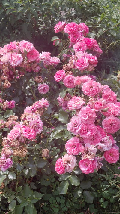 In Chervone, Ukraine, a cluster of vibrant pink roses blooms against a backdrop of lush green foliage. The roses are in various stages of bloom, with some appearing fully open and others still tightly budded. Interspersed among the vibrant pink petals are some wilted and dried roses, adding a touch of natural decay to the scene. The leaves of the rose bushes are a deep green, providing a rich contrast to the bright flowers. The surrounding environment suggests a garden or a park setting, with hints of other greenery and possibly other plants visible in the background. The lighting indicates it is daytime, with sunlight casting gentle shadows and highlighting the textures of the petals and leaves. There are no people or animals visible in the image.