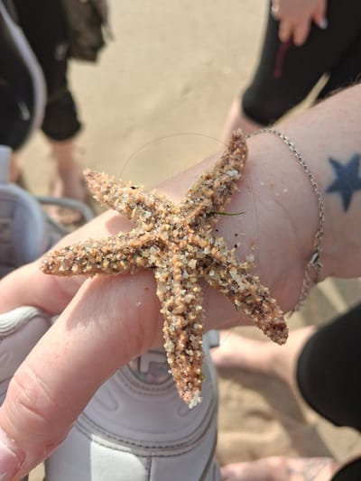 A starfish covered in sand rests on a light-skinned person's hand with a silver chain bracelet adorned with a star tattoo on their wrist, set against the backdrop of a sandy beach. Another individual's black pants and a partial view of their hand are visible in the background. A white shoe is also present in the foreground. Given the prompt's reference to Figueira da Foz, Portugal, it is inferred that this scene is taking place on a beach in that city.