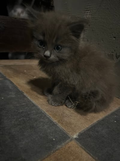 In Bohunove, Ukraine, a fluffy, dark grey kitten is the central subject of the image, positioned on a tiled floor. The floor features a pattern of alternating tan and dark grey square tiles. The kitten is seated, with its front paws tucked underneath its body. A small piece of dried grass is visible near its paws. The background is dimly lit and out of focus, with a dark, textured wall on the right and a blurry, lighter object on the left, possibly another animal or a piece of furniture. The lighting is dim, creating shadows that emphasize the kitten's fur.