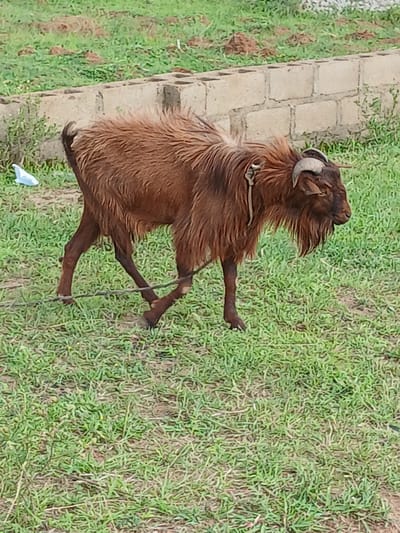A brown goat with shaggy fur and curved horns stands in a grassy area. The goat is facing right and its head is lowered. A thin rope is tied around its neck and extends to its legs. In the background, a low wall made of concrete blocks is visible, with some greenery and dirt surrounding it. The scene appears to be an outdoor enclosure or field, possibly in a rural or semi-rural setting.