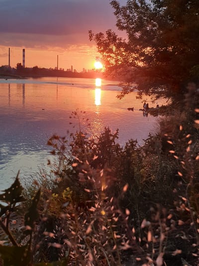 The image captures a sunset over the Vistula River in Warsaw, Poland, observed from the left bank looking east towards the city. The sun, partially obscured by dark tree foliage on the upper right, radiates an intense orange-yellow light, reflecting brightly on the river's surface. The sky transitions from dark purplish-blue at the top to vibrant orange and yellow near the horizon, with some darker clouds overhead.

In the mid-distance on the opposing bank, the distinct silhouettes of two tall industrial chimneys are visible to the left, characteristic of the Siekierki Power Plant. To their right, the distant skyline of Warsaw is discernible, featuring multiple skyscrapers and urban structures silhouetted against the bright horizon. The river's surface, reflecting the sky, displays hues ranging from orange to a cooler purplish-blue, with gentle ripples.

On the near riverbank, beneath the silhouetted tree on the right, a small group of approximately three to four individuals is gathered at the water's edge. One individual appears to be partially submerged or wading, while others are seated or standing. An indistinct dark object, possibly an animal or a small watercraft, is visible in the water near them.

The foreground is filled with dense vegetation, including grasses, shrubs, and various plants. Numerous small, out-of-focus, warm-toned specks of light, likely sun-dappled leaves or seeds, are scattered across the lower right, creating a bokeh effect. Sharper foliage is visible closer to the bottom left.