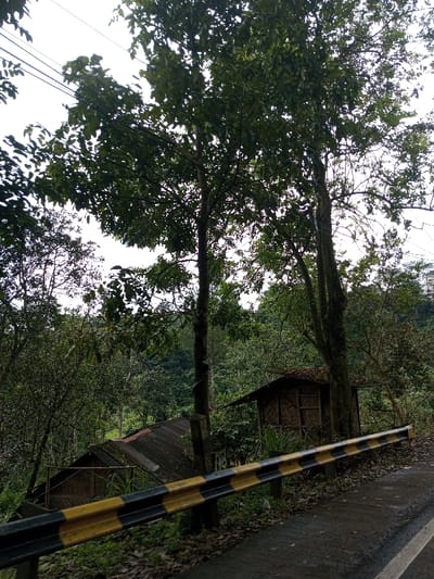 The image depicts a roadside scene in Serpang Shalli, Bhutan, under an overcast sky. In the foreground, a black and yellow striped guardrail runs diagonally from the lower left to the center-right, bordering a damp, paved asphalt road on its lower right. Fallen leaves are scattered on the ground near the guardrail. Two prominent trees with dense green foliage stand in the midground, their canopies extending towards the top of the frame, with multiple overhead wires visible against the bright, uniform sky through their branches. Below the guardrail, situated on a downward slope covered in lush green vegetation, are two rustic structures. The structure on the right is a small, elevated shack with walls constructed from woven material and a dark, sloped roof. To its left and further down the slope, a second structure's corrugated metal roof is partially visible. The background features a densely forested hillside, ascending under the consistently overcast conditions. No individuals or specific actions are observed within the frame.