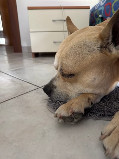 A tan dog with closed eyes is sleeping on a gray, fluffy surface. The dog's head rests on its paw. The surface rests on a light gray tiled floor. In the background, there is a white cabinet with silver handles. The scene appears to be indoors. This location is within the city of Aprilia, Italy.