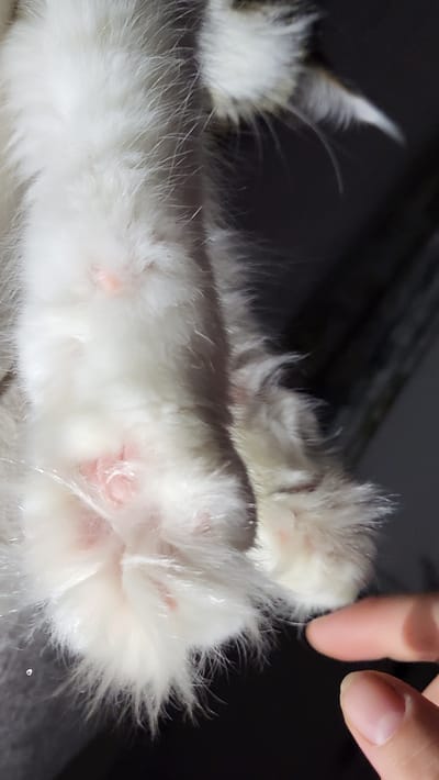 The image is a close-up shot of a white, fluffy cat's paws. The paws are pink and appear to be clean. A human finger is visible on the right side of the image, gently touching one of the cat's paws. The background is dark and out of focus, making the cat's paws the clear subject of the photograph. The image does not contain any information related to the city of Марковский, Russia.