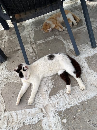 In Rusokastro, Bulgaria, two cats are resting on a weathered stone patio beneath a black metal chair. In the foreground, a black and white cat lies stretched out, its body mostly white with distinct black patches on its head and hindquarters, and its tail is predominantly black. The cat appears to be in a relaxed state, with its eyes partially closed. Behind it, a ginger and white cat is curled up, also sleeping, positioned under the shadow of the chair. The ground is a textured, light-colored stone with visible cracks and variations in tone, suggesting an outdoor environment. The chair's dark legs and underside are also visible, casting shadows.