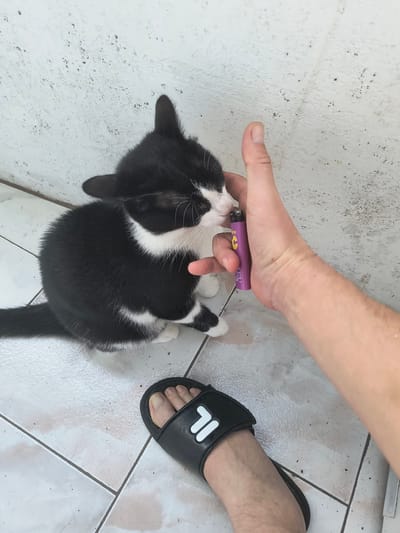 A black and white kitten is sitting on a tiled floor next to a person's foot wearing a black sandal. A hand is holding a purple lighter near the kitten's face. The background is a textured white wall. The scene appears to be outdoors or in an open-air space with natural lighting.