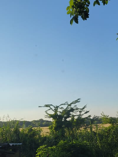 The image depicts a rural landscape under a clear blue sky. In the foreground, dense green foliage and tall reeds dominate the lower portion of the frame, with a small section of a corrugated roof visible on the left. Behind the vegetation, a field of wheat or similar crop stretches towards a treeline of various green trees in the distance. A small, uniquely shaped tree with sparse, spiky branches is prominently featured in the mid-ground, slightly off-center to the right. The lighting suggests it is daytime, with a gentle, diffused sunlight. There are no people or animals visible in the scene. The location is identified as Pokrovskoye, Russia, implying a rural or semi-rural setting consistent with the visual elements.