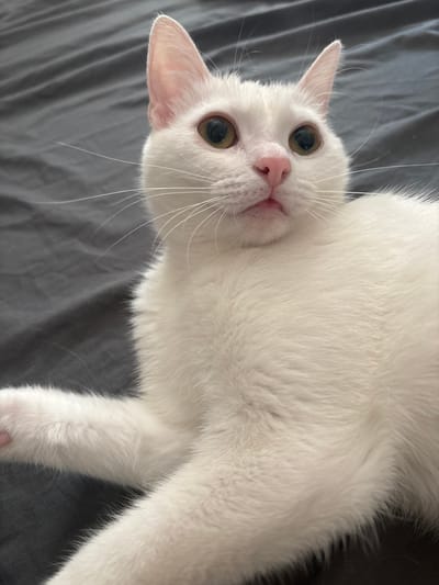 A white cat with green eyes and a pink nose is lying on a dark gray textured surface, possibly a bed or sofa. The cat's head is turned slightly to the right, and its mouth is slightly open, revealing a small pink tongue. Its front paw is extended forward. The background is a blurry, creased dark gray fabric. The image is a close-up shot, focusing on the cat's face and upper body. There is no discernible location in a city of Unknown, Russia.