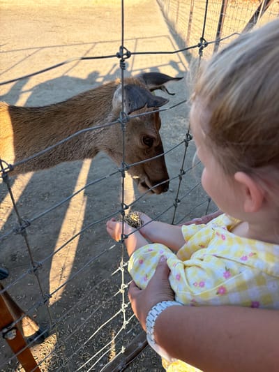 In Gornyi Balyklei, Russia, a young child, with blonde hair and wearing a yellow checkered dress with pink flowers, is feeding a deer through a wire fence. The child's hands are visible, holding a small pile of feed for the deer. The deer's head is close to the fence, its snout visible as it reaches for the food. The environment appears to be an outdoor enclosure, possibly a zoo or wildlife park, with sandy ground scattered with feed. Long shadows are cast on the ground, suggesting it is late afternoon or early morning. The lighting is warm, indicating the presence of sunlight.
