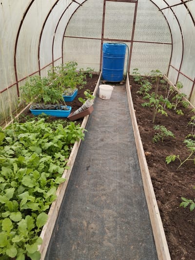 The image shows the interior of a greenhouse in Krasnogorskoye, Russia. A blue plastic barrel sits at the far end, likely used for water storage. A white bucket is nearby. The greenhouse has two raised garden beds on either side of a walkway covered with black fabric. The bed on the left contains leafy green vegetables, possibly radishes. Tomato plants, some in trays, are in the other bed, some supported by wooden stakes. The greenhouse is constructed with a metal frame covered in translucent plastic sheeting.