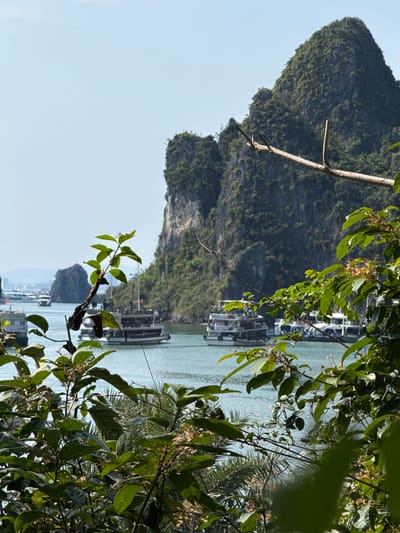 The image presents a scenic view of a bay, characteristic of Ha Long Ward, Vietnam, with natural elements framing the composition. In the immediate foreground, dense green foliage, including leafy branches and some bare branches, partially obscures the view, particularly on the right and top sides. Some leaves show signs of damage or small flowers/seed pods.
Beyond the foliage, a tranquil body of light blue-green water stretches across the midground. Several white boats, appearing to be passenger or tour vessels, are visible on the water. They feature multiple decks and windows, suggesting their use for transport or cruises in the bay. Some boats are clustered together, while others are more spaced out.
In the background, iconic limestone karsts, densely covered in rich green vegetation, rise dramatically from the water. These steep, rugged mountains dominate the left side of the frame, showcasing the unique geological formations of the region. The sky above is a clear, pale blue, indicating fair weather.
The scene is captured during daylight hours, likely mid-morning or afternoon, given the bright, even lighting. The image conveys a sense of natural beauty and tranquility, typical of a popular tourist destination. No individuals are clearly discernible, and there is no visible text within the frame.