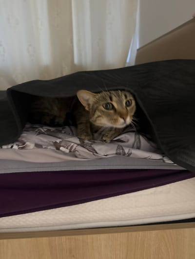 A tabby cat is peeking out from under a black blanket, which is draped over a bed with patterned sheets. The cat has green eyes and is looking towards the camera. The bed is set up in a room with white curtains visible in the background. The image does not provide any information about the location in Shumen, Bulgaria.