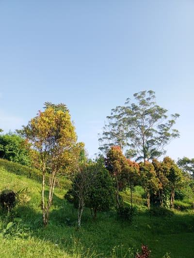 The image shows a grassy hillside with several trees of varying heights and foliage colors under a clear, blue sky. The vegetation appears to be lush and untamed, with tall grass in the foreground. There are no people visible in the scene. The location is not specified within the image.