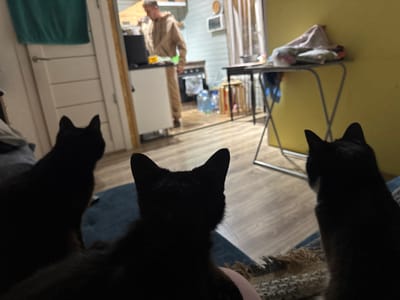 Three black cats are positioned in the foreground, facing away from the camera, looking towards a kitchen area. The kitchen is dimly lit, with a person wearing a tan hooded jumpsuit standing in front of a counter, appearing to be preparing food or drink. Various kitchen appliances and items, including bottles of water, are visible. The flooring is a light-colored wood. A yellow wall is present on the right side of the image, with a table and some items on it. The overall environment suggests an indoor domestic setting. The location is identified as Dobrovske settlement, Ukraine.