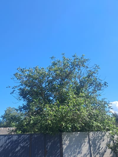 In Kremenchuk, Ukraine, under a clear blue sky, a mature deciduous tree with dense green foliage dominates the upper half of the frame. The tree's branches extend upwards and outwards, with numerous leaves. The lower portion of the image features a fence composed of two distinct sections. To the left, a dark gray corrugated metal fence runs horizontally, casting a striped shadow pattern. To the right of the metal fence, a textured concrete wall runs along the bottom of the frame, also displaying dappled shadows cast by the tree's leaves. In the background, behind the tree and fence, additional trees and structures are partially visible, suggesting a residential or garden setting. The lighting indicates a sunny day.