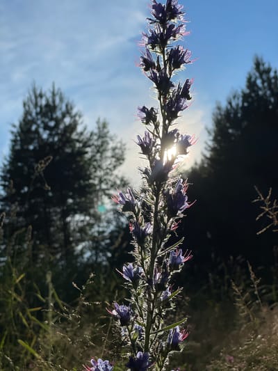 A tall, slender stalk of purple flowers is silhouetted against a bright sky in Olkhovka, Russia. The sun is positioned behind the flower stalk, creating a halo effect and highlighting the delicate pink stamens of the blossoms. The background consists of dark, out-of-focus evergreen trees and dry grasses. The overall scene evokes a sense of natural beauty and the harshness of the sun's rays.