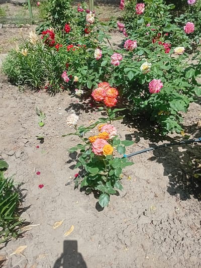 The image depicts a garden with blooming roses and other plants under natural sunlight. The roses are of various colors, including pink, red, orange, and cream. Some roses are fully bloomed, while others are in bud form. The garden appears to be well-maintained, with green foliage and visible rose bushes. The ground is covered with soil and scattered with fallen petals and dried leaves. In the background, a metal fence and some taller plants are visible. A drip irrigation hose is also present on the ground. The overall scene suggests a pleasant outdoor setting in a garden. There is no information available to suggest the location in the city of Kherson, Ukraine.