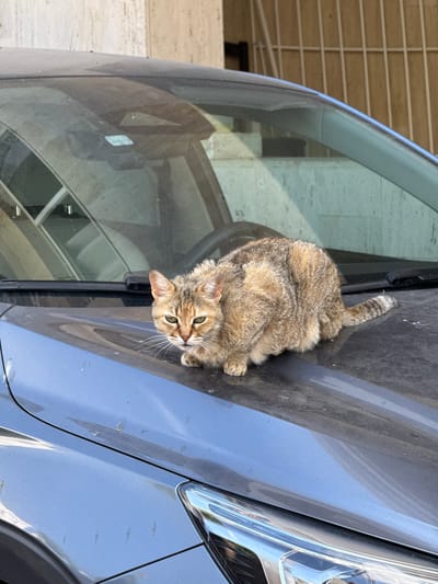 A tabby cat with green eyes sits on the hood of a dark grey car, with its body angled towards the viewer. The cat's fur is a mix of brown, black, and tan stripes. Its tail is curled up over its back. The car is parked outdoors, with a building visible in the background through the car's windshield. The building appears to be made of concrete and has a lattice-like structure. The time of day appears to be daytime, and the lighting suggests it may be sunny. The scene is set in Tel-Aviv, Israel. The cat is the sole subject in the image.