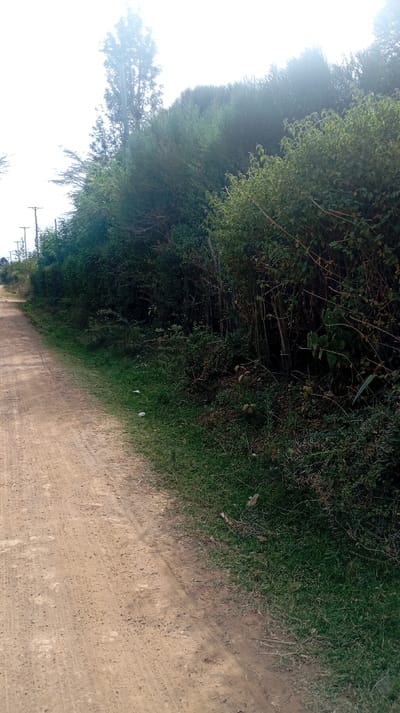 A dirt road runs alongside lush greenery. Trees and shrubs form a dense border on the right side of the road. Utility poles are visible in the distance, lining the road. The road itself shows signs of wear, with a mix of dirt and gravel. The sky is overcast, contributing to a somewhat diffused lighting.