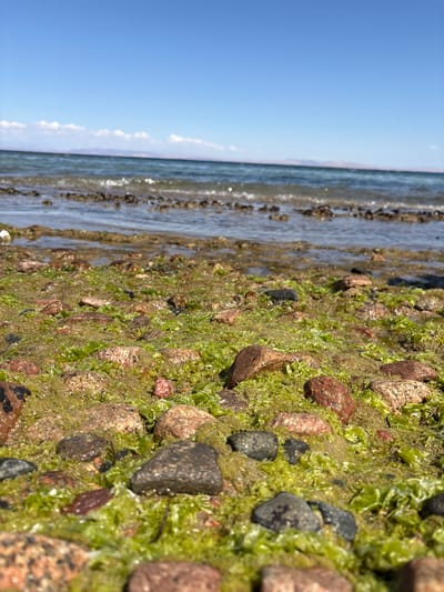 The image shows a rocky shoreline with patches of green algae or seaweed covering the rocks. The sea is visible to the left, with a clear blue sky above. The location is likely a beach area with a rocky intertidal zone, possibly in Dahab, Egypt. No people, subjects, objects, actions, or interactions are included.