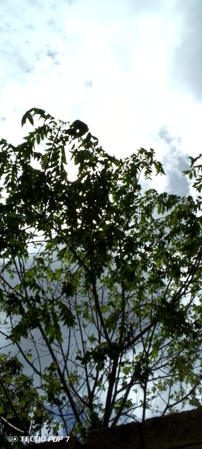 The image depicts a view looking up towards the sky through the branches and green leaves of a tree. The sky is cloudy, with patches of bright white suggesting sunlight filtering through. The leaves of the tree are dark green and silhouetted against the sky, with some dappled light visible through the foliage. The lower portion of the image shows the darker branches of the tree and a hint of a textured, dark surface, possibly a wall or ground, with a watermark in the bottom left corner that reads "TECNO POP 7". The scene appears to be outdoors in a natural setting, likely within Altagracia, Venezuela, as indicated by the provided context. There are no people or animals visible in the frame.