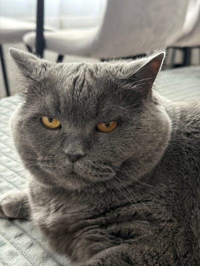 A close-up, eye-level shot focuses on the face of a British Shorthair cat with grey fur and amber eyes. The cat is lying down on a textured, light-colored surface, possibly a blanket or rug, in an indoor setting. The background is blurred, showing hints of furniture, including chairs with light upholstery and dark legs. The lighting appears to be natural, coming from an unseen window or light source, highlighting the cat's features and fur texture. There are no people or other animals visible in the image. The image does not contain any information that would indicate its location in Mytishchi, Russia.