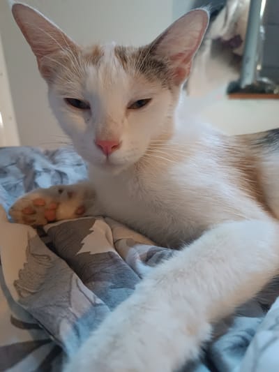 A close-up, eye-level shot shows a white cat with patches of tan and gray fur, lounging on a bed with a patterned comforter. The cat's eyes are partially closed, and its head is tilted slightly, giving it a relaxed or sleepy appearance. Its right front paw is visible, with pink toe pads showing. The background is softly blurred, suggesting an indoor setting, possibly a bedroom. The image does not contain any information about the city of Viadana, Italy.