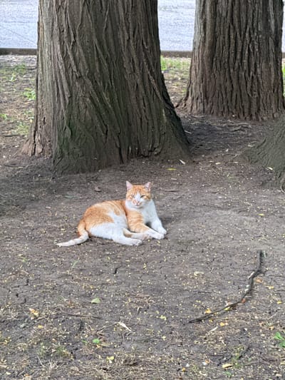 An orange and white domestic cat is lying on the ground between two large trees in an urban park in Dobrich, Bulgaria. The cat is facing the camera, with its front paws tucked under its body. The ground is covered in dirt and fallen leaves. The trees have rough bark and their bases are visible. In the background, a paved area and some grass can be seen.