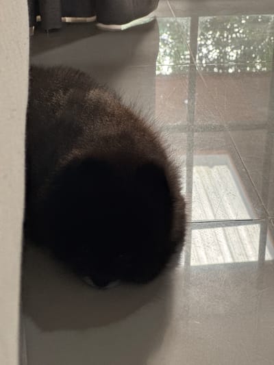 The image depicts a black, fluffy animal, likely a cat, curled up on a tiled floor. The animal's back and tail are visible, with its head tucked away, suggesting it is resting or sleeping. The floor is made of large, grey tiles, some of which appear reflective, showing a blurred reflection of windows with light filtering through. The background includes a dark curtain and the hint of a wall on the left side. The lighting suggests it is daytime, with sunlight coming through the windows. The scene is indoors, likely in a residential setting in Kathu, Thailand.