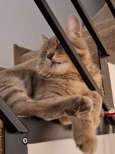 An adult tabby cat with sandy fur is sleeping comfortably on a carpeted surface, possibly stairs, in a home environment. The cat is curled up, with its eyes closed and a contented expression. Its paws are crossed, and one paw is gently resting on a black metal railing. The railing is part of a structure, possibly a staircase or a piece of furniture. The background consists of a beige carpet and a light-colored wall. A small white label with a red edge is partially visible near the railing. The image is taken from a low angle, looking up at the cat. The scene suggests a peaceful and domestic moment.