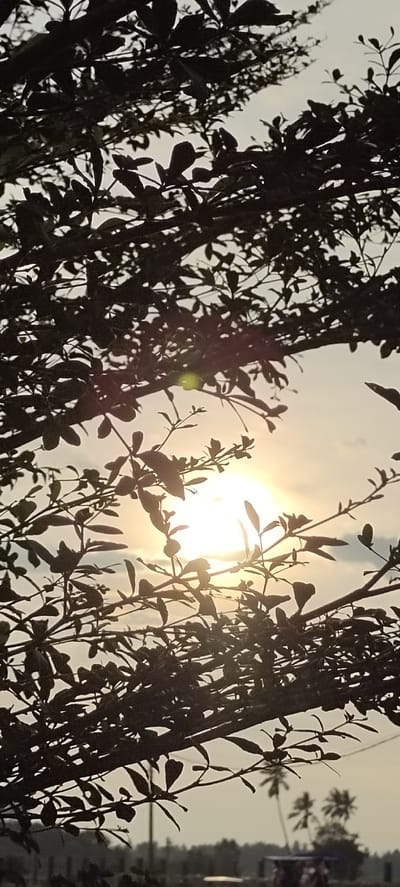 The image captures a silhouetted view of tree branches and leaves against a hazy sky with the sun setting. The sun appears as a bright, diffused orb, casting a warm glow through the foliage. In the background, the faint silhouettes of palm trees and what appears to be a rural landscape, possibly in the city of Ranto, Indonesia, are visible. The overall impression is one of natural beauty and tranquility, with the sun's light filtering through the leaves creating an atmospheric effect.