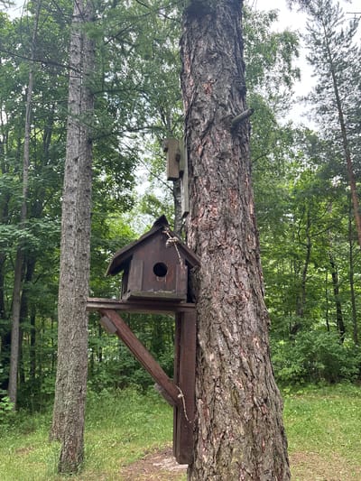 The image depicts a rustic wooden birdhouse attached to a large, textured tree trunk in a forest setting. The birdhouse is dark brown with a small circular entrance hole and a sloping roof. It is supported by wooden beams. The tree trunk is thick and covered in rough bark. In the background, lush green foliage and other trees are visible, suggesting a natural outdoor environment. The lighting appears to be soft, possibly indicating an overcast day or early morning/late afternoon. The scene evokes a sense of tranquility and nature. There is no visible text in the image. The location context provided is Sestroretsk, Russia, which aligns with the visual cues of a temperate forest. No people or animals are visible.