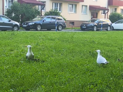 This media file shows a grassy area in front of an apartment building in Tallinn, Estonia. Two seagulls are standing in the grass. The building has beige walls and a red roof. There are several cars parked in front of the building, including a dark gray station wagon, a black station wagon, and a white car. The grass is green and appears to be well-maintained. The time of day appears to be late afternoon or early evening, as the light is soft and diffused. The weather is likely mild, as the trees are full of leaves and the grass is green. There is no visible text in this image.