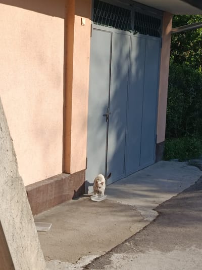 A light-colored cat is standing in front of a white plastic dish, its head lowered as if drinking or eating. The cat is partially illuminated by sunlight, casting a shadow on the concrete ground. Behind the cat is a large, grey, metal garage door with a decorative barred window at the top. To the left of the door is a light peach-colored wall with a dark brown base. To the right of the garage door, dense green foliage is visible. The scene is outdoors, likely in an urban or suburban setting given the building and pavement. The image appears to be taken at ground level, with the cat as the central subject.