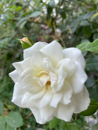 The image shows a white rose in bloom, with multiple layers of petals tightly arranged in the center, surrounded by a few partially visible green leaves. The background is blurred, suggesting an outdoor setting with foliage. It is not possible to confirm the location or provide details about people, subjects, or actions based on the image alone.