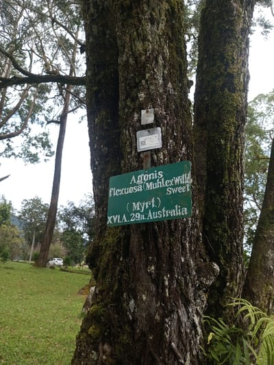 The image displays a close-up of a tree trunk, primarily focusing on a green plant identification sign attached to its rough, moss-covered bark. The tree, likely mature, exhibits deeply furrowed bark with significant patches of green lichen and moss, indicating a moist environment. Multiple large trunks are visible, either belonging to the same tree or closely clustered.

A prominent green rectangular sign with white lettering identifies the plant as "Agonis flexuosa (MuhlexWild) Sweet," followed by "(Myrt.)" and "XVIA.29a. Australia." Above this sign, two smaller, faded metal tags are affixed to the bark; one appears to have a QR code and some illegible text. At the base of the tree, to the right, some green fern-like plants are growing.

The background reveals a verdant landscape under an overcast sky. A wide expanse of neatly cut green grass stretches into the distance, bordered by other tall trees with slender trunks. A white car is partially visible in the mid-ground, parked on a path or road among the trees. The scene suggests a botanical garden, park, or arboretum in Mahabaleshwar, India, where plant species from various origins, like this Australian tree, are cultivated and labelled for educational purposes. No people are visible, and the scene is tranquil, devoid of overt activity. The lighting is soft and even, consistent with an overcast day.