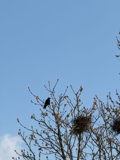 The image depicts the upper portion of a deciduous tree in Toul, France, set against a clear, light blue sky with a faint wisp of cloud in the lower left. The tree's bare branches, laden with numerous reddish-brown and emerging green leaf buds, occupy the lower and mid-sections of the frame. A single dark-feathered bird, identified as a crow or similar corvid, is perched on a branch in the mid-left. Two substantial, spherical bird nests, constructed from interwoven twigs, are visible among the branches on the right side of the tree. The scene suggests early spring conditions.