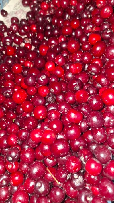 This media file displays a close-up, overhead view of a large pile of ripe cherries. The cherries are a deep, glossy red color, with some appearing almost black in certain lighting. They are round and plump, with visible highlights from the light source, indicating a smooth, firm texture.

The arrangement is dense and abundant, suggesting a harvest or a large quantity intended for consumption or processing. Among the vibrant red cherries, one or two appear darker and possibly shriveled, hinting at slight variations in ripeness or condition within the batch. A small, thin stem is visible in the lower right quadrant of the image, further emphasizing the natural, unprocessed state of the fruit.

The lighting is bright, creating reflections on the surfaces of the cherries. The background is out of focus, but appears to be a textured surface, possibly a basket or a patterned cloth, with some hints of blue. There are no people or clear indications of time of day or weather, as the focus is entirely on the cherries. The context provided places the image in Shymkent, Kazakhstan. There is no visible text in the image. The overall impression is one of fresh, natural produce, abundant and inviting.