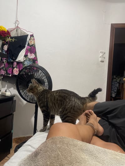 The image shows a domestic indoor scene with a tabby cat standing on a bed next to a black oscillating fan. The cat is facing left, looking towards the fan. In the foreground, a person's legs and feet are visible, indicating they are lying on the bed. The person is wearing a bracelet on their left ankle. Behind the cat and fan, there is a dresser with clothing hanging on a rack above it, featuring floral patterns and black swimwear. The wall behind the objects is white and textured. To the right, a partially visible doorway leads into another room. The scene appears to be a bedroom. The image is undated and its specific location within Santa Coloma de Gramenet, Spain, cannot be determined from the visual information provided.
