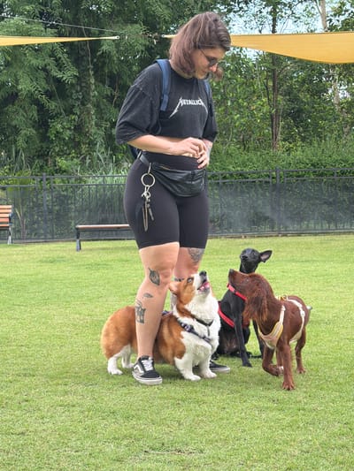 A person stands in a grassy area with three dogs. The person is wearing a black t-shirt, black shorts, and a black fanny pack. They have a backpack on. The dogs are of various breeds and sizes, and they appear to be interacting with the person. The background shows trees and a fence. The image does not contain any information that suggests it was taken in the city of Tha Sala, Thailand.