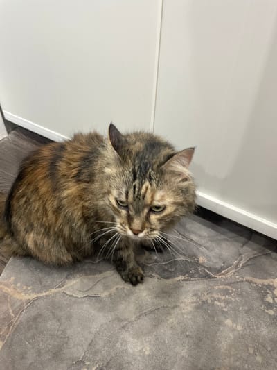 A fluffy, brown and black tabby cat with white whiskers sits on a grey tiled floor. The cat is looking down to its right with its ears slightly flattened. Behind the cat, a white cabinet or wall is visible. The floor has a marble-like pattern with grey and beige tones. The scene appears to be indoors, likely in a residential setting. There is no indication of the city of Minsk, Belarus, within the image.