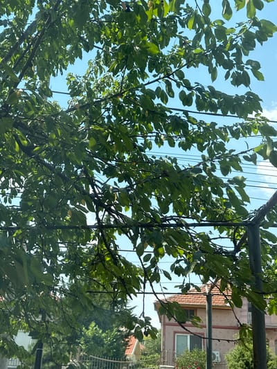 The image depicts a view looking upwards through the branches and green leaves of a tree. The sky is a clear, light blue with a few wispy white clouds. A metal structure, possibly part of a pergola or frame, is visible at the top and along the right side of the image, with horizontal beams and vertical supports.

In the background, partially obscured by the tree's foliage, are buildings. One building has a terracotta-tiled roof and a light-colored facade with a window. Another building is visible further to the right, appearing to be an apartment building with a white air conditioning unit mounted on its exterior. Lush green trees and bushes are also present in the background, suggesting a residential or garden setting.

The sunlight filtering through the leaves indicates it is daytime, likely a sunny day. The overall impression is one of a tranquil outdoor scene, possibly a backyard or a park, with a mix of natural elements and man-made structures. No people are visible, and no text is present in the image. The location context is Branipole, Bulgaria.
