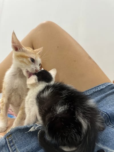 Two kittens are interacting on a person's lap, which is covered with denim shorts. One kitten, with orange and white fur, is grooming the other, a black and white kitten. The background is a plain white wall, suggesting an indoor environment in Mũi Né, Vietnam.