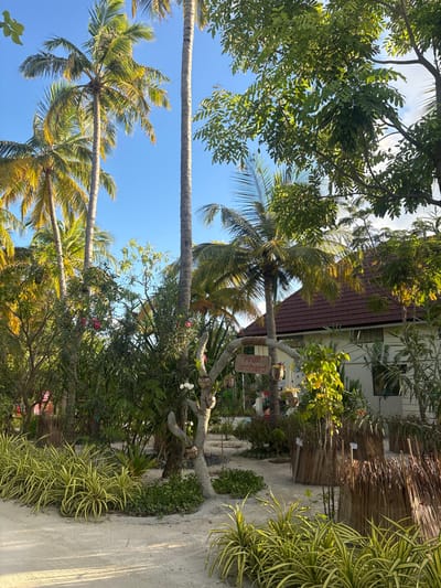 The image depicts an outdoor tropical garden scene on Himmafushi, Maldives, under a clear blue sky with bright sunlight casting distinct shadows. The ground consists of a light beige sandy path that curves through the environment.
Dominating the upper and central portions of the image are numerous tall palm trees with green and yellowish-green fronds. Below these, dense tropical foliage includes various green bushes, plants with striped green and yellow leaves, and some flowering plants exhibiting pink and white blossoms. White flowers, possibly orchids, are visible within decorative hanging pots fashioned from coconut husks, affixed to a central, gnarled, tree-like structure.
This central structure, appearing to be made of concrete or painted wood, supports a brown wooden sign with white text reading "Fruit orchard." Further to the right, behind the foliage, a white building with a dark reddish-brown tiled roof is partially visible, featuring windows. In the mid-ground on the right, several low fences or planters constructed from dried palm fronds enclose sections of garden.
No individuals or animals are present in the scene, and no specific actions or interactions are depicted. The environment appears well-maintained.
