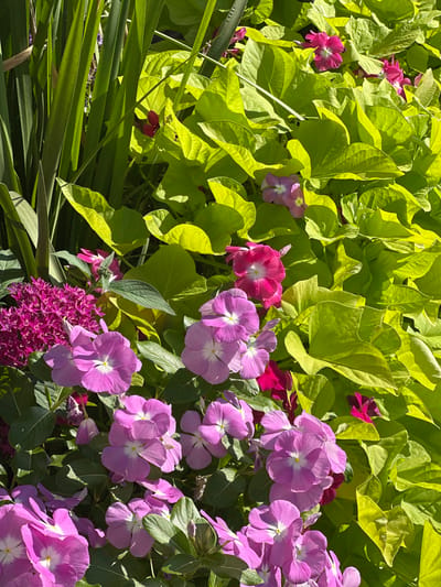 The image is a close-up, overhead shot of a vibrant flower bed in Petah Tikva, Israel. The dominant elements are clusters of bright pink and purple vinca flowers, their petals spread open to reveal white centers. These are interspersed with smaller, darker pink flowers, possibly pentas. Lush, chartreuse-colored foliage, likely from ornamental sweet potato vines, forms a dense backdrop and spills over the flowers. Tall, dark green, grass-like leaves are visible on the left side, adding vertical contrast. The lighting suggests it is daytime, with sunlight casting shadows and highlighting the textures of the leaves and petals. There are no people or animals visible in the image.