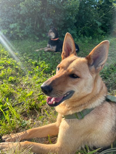The image shows two dogs outdoors, with one in the foreground and another in the background. The dog in the foreground is a light brown German Shepherd mix, lying down with its head tilted and mouth open, panting. It is wearing a green collar. The dog in the background is darker brown and black, also lying down, and appears to be wearing an orange collar. They are in a grassy area with some bushes and trees, suggesting a park or natural setting. The lighting indicates it is daytime, likely late afternoon or early evening, with the sun casting a warm glow and creating lens flare in the lower left corner. The overall mood is relaxed and natural, with the dogs enjoying the outdoors. No text is visible in the image. The provided location context is Nizhny Tagil, Russia.