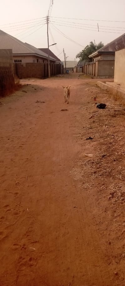A tan dog walks down a dusty, red dirt road lined with single-story houses. Overhead, power lines stretch between poles. Debris litters the roadside. The houses are simple, with concrete walls and metal roofs. The sky is overcast, casting a hazy light over the scene.